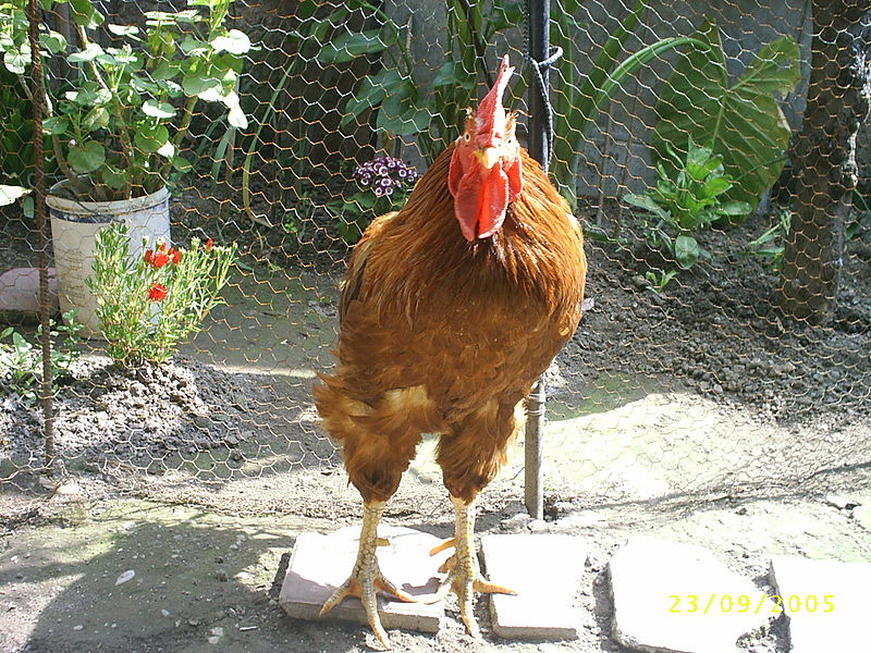 wikichicken.jpg