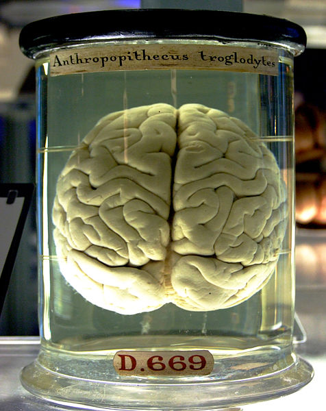 wikichimpanzeebraininajar.jpg