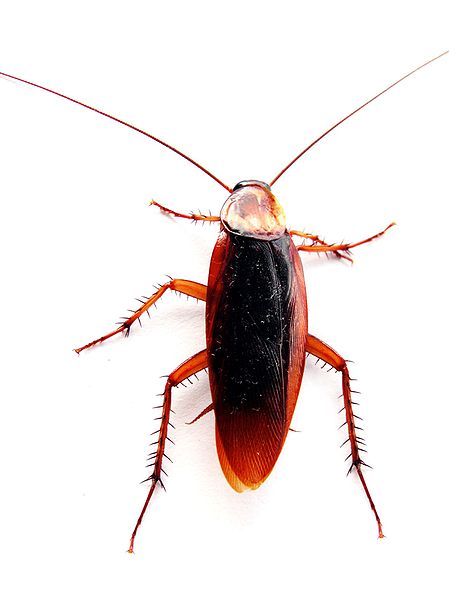 wikicockroachcloseup.jpg