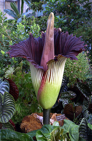 wikicorpseflower.jpg
