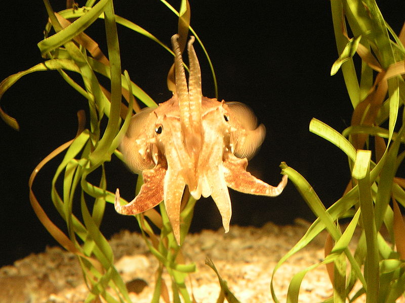 wikicuttlefishatmontereybayaquarium.jpg