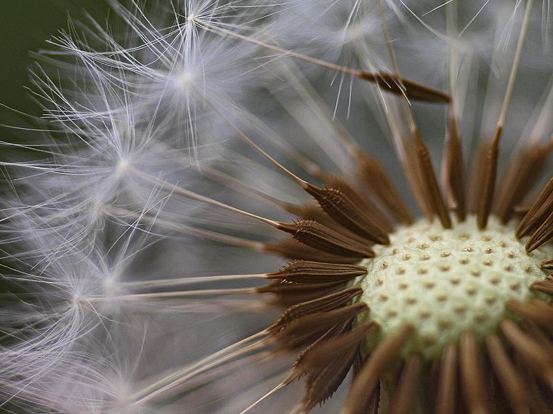 wikidandelionseedhead.jpg