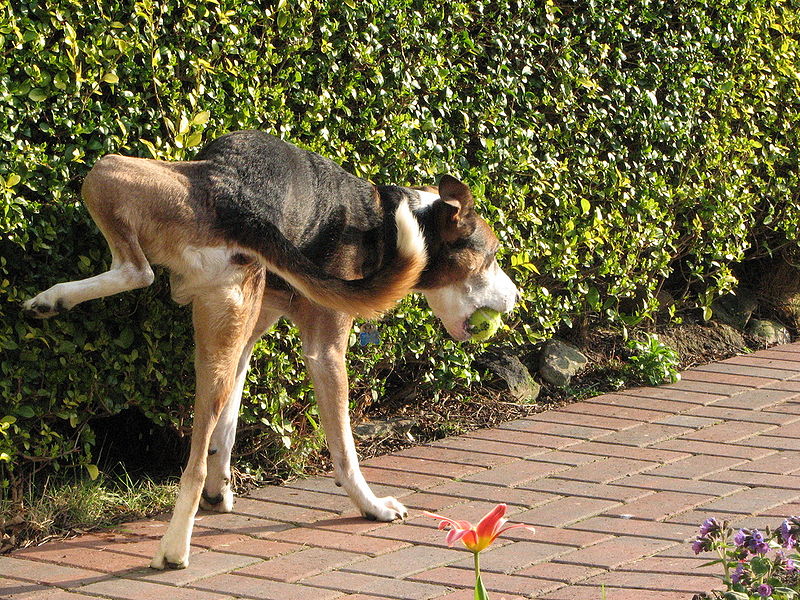 wikidogpeeing.jpg