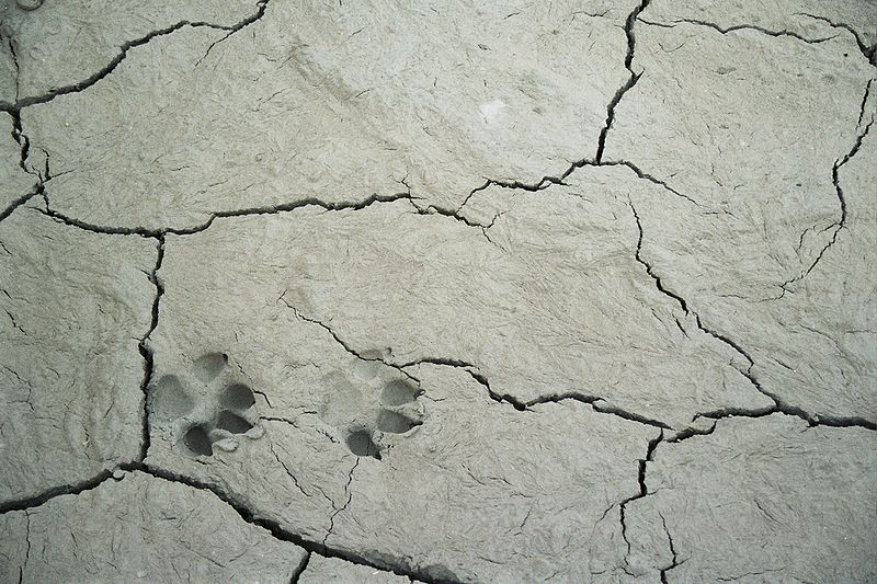 wikidriedfootprints.jpg