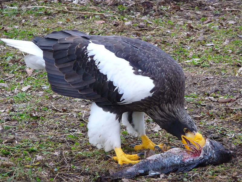 wikieagleeatingfish.jpg