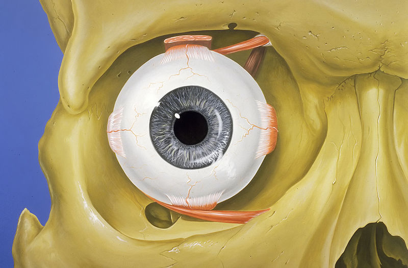 wikieyeorbitanatomy.jpg