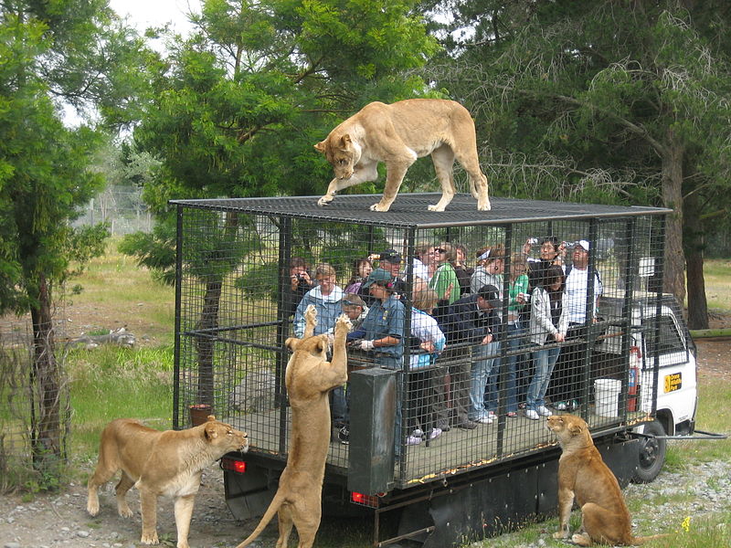 wikifeedinglions.jpg