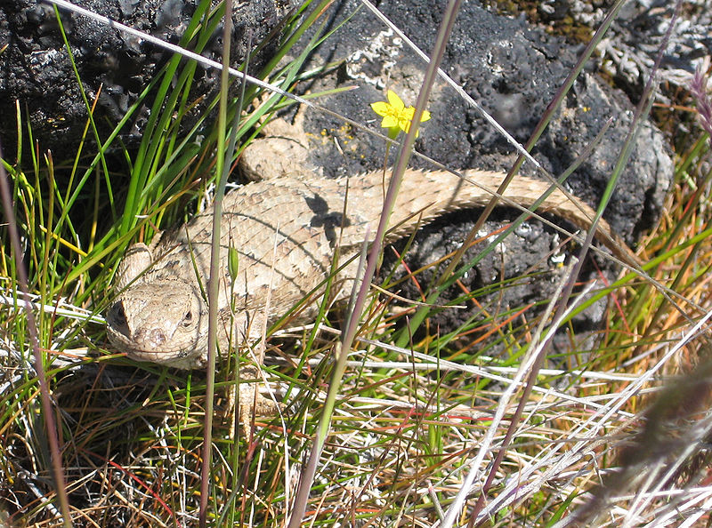 wikifencelizard.jpg