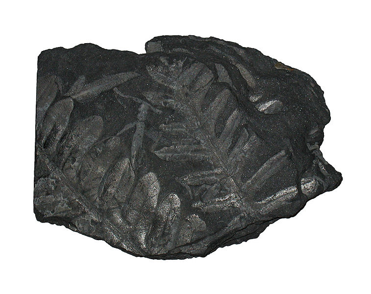 wikifernfossil.jpg