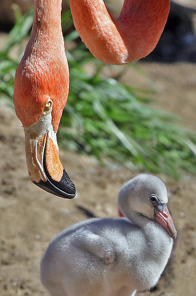 wikiflamingoandoffspring.jpg