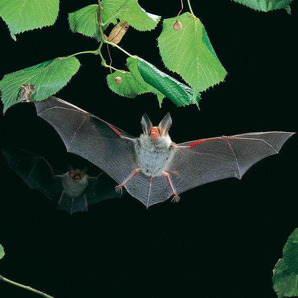 wikiflyingbat.jpg