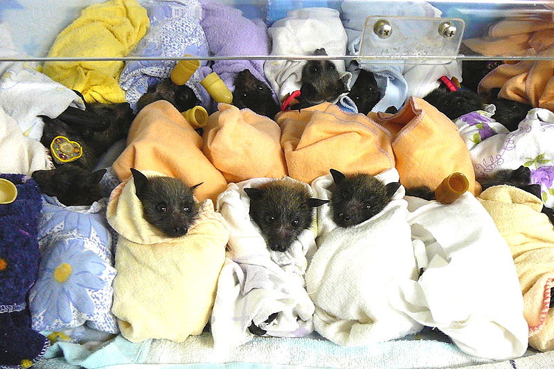 wikiflyingfoxbabies.jpg