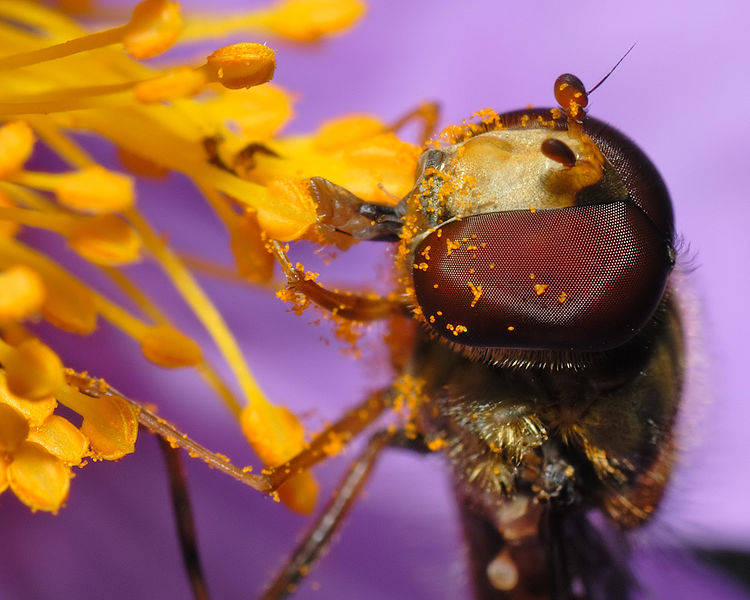 wikiflywithpollen.jpg
