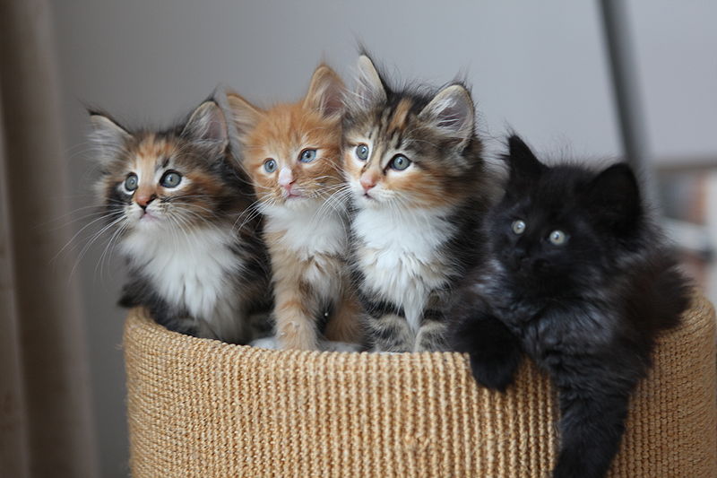 wikifourdifferentkittens.jpg
