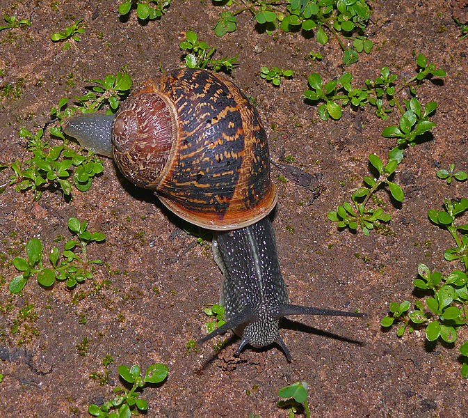 wikigardensnail.jpg