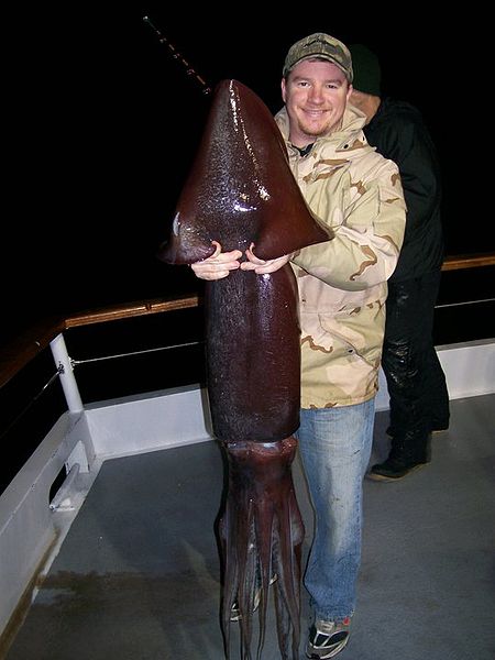 wikigianthumboldtsquid.jpg