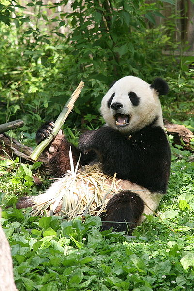 wikigiantpanda.jpg