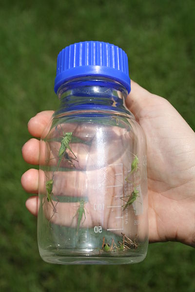 wikigrasshoppersandcricketsinajar.jpg