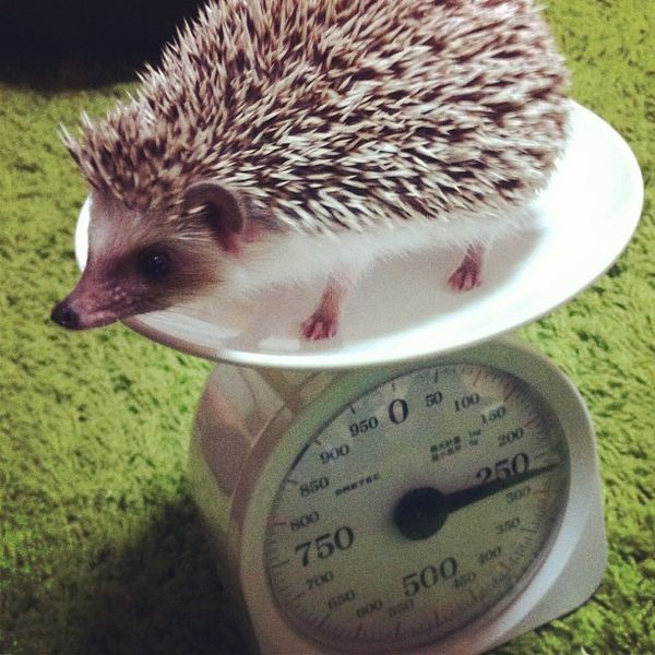 wikihedgehogonascale.jpg