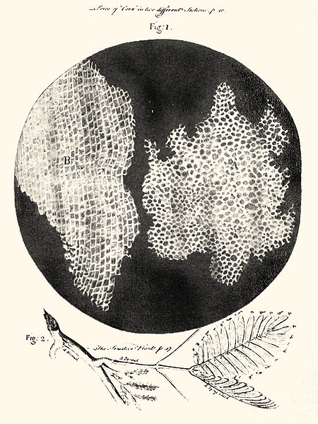 wikihookecorkdrawing.jpg
