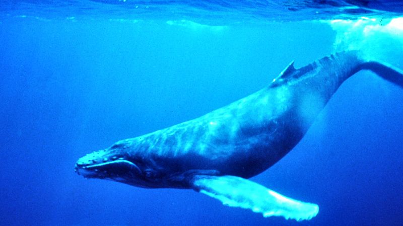 wikihumpbackwhaleunderwater.jpg