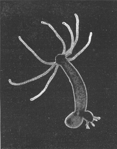 wikihydrabudding.jpg