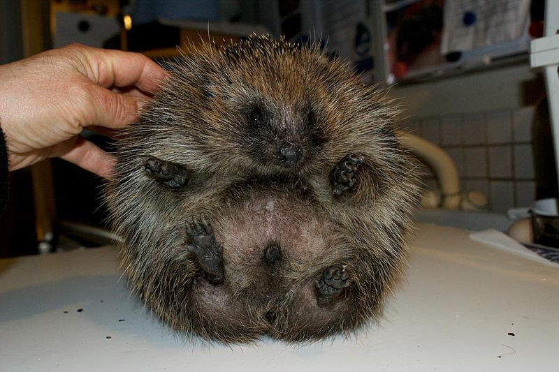 wikiirritatedhedgehog.jpg