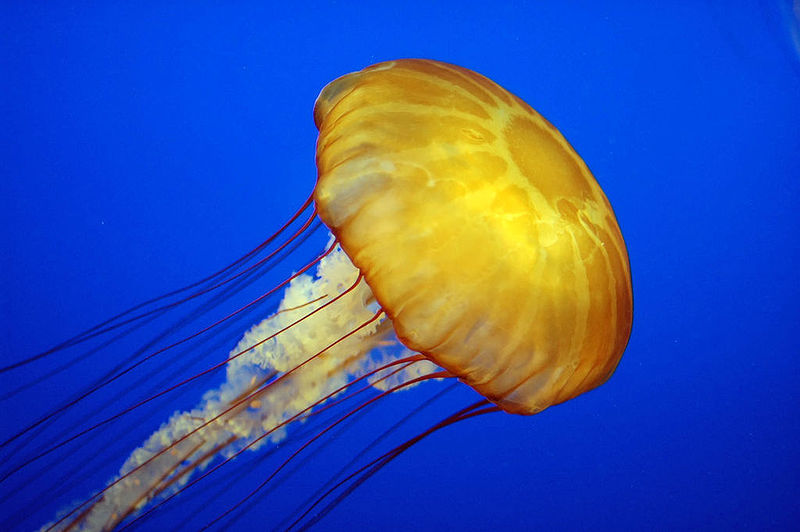 wikijellyfish.jpg