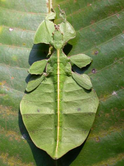 wikileafinsect.jpg