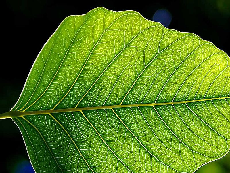 wikileafwithveins.jpg