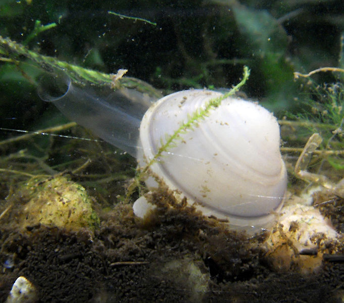 wikilivingclam.jpg