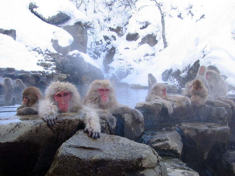 wikimacaquesinhotspringinJapan.jpg
