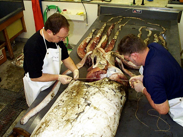 wikimeasuringgiantsquidmantlewidth.jpg