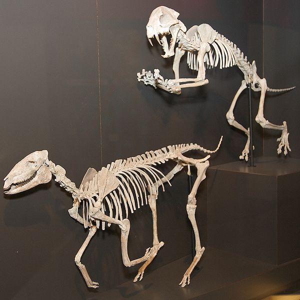 wikimesohippusdisplay.jpg