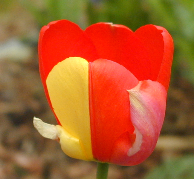 wikimutanttulip.jpg