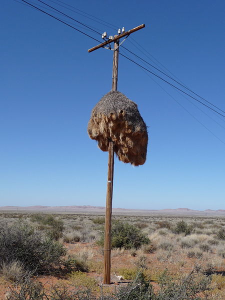 wikinestontelephonepole.jpg