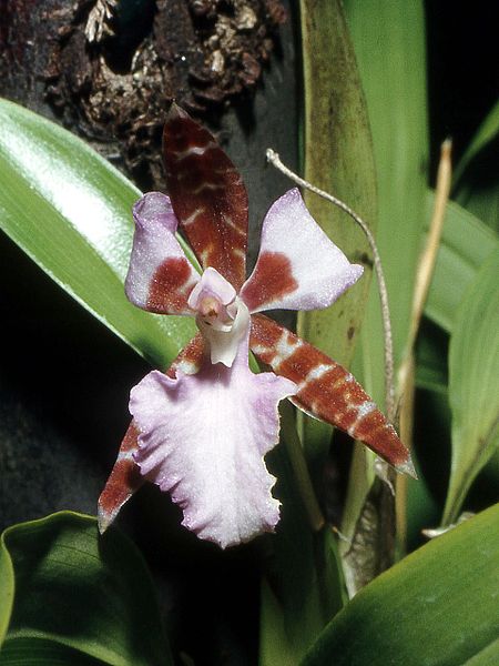 wikiorchid.jpg