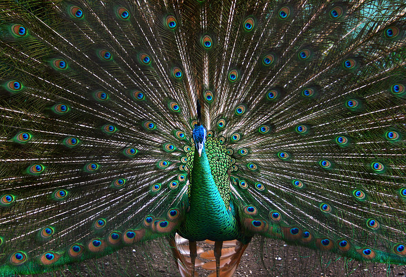 wikipeacock.jpg