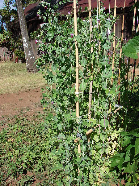 wikipeaplantvines.jpg