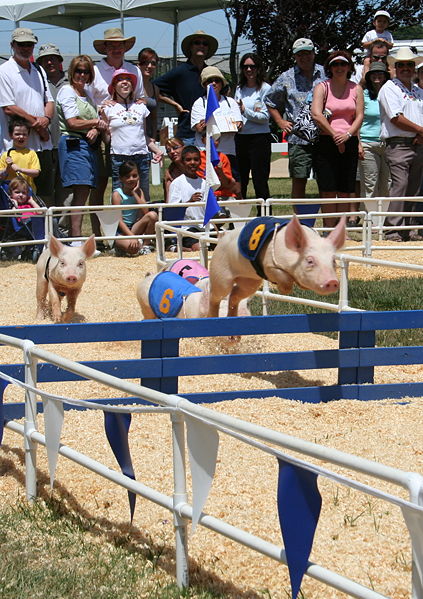 wikipigracing.jpg