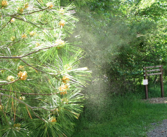 wikipinetreepollen.jpg