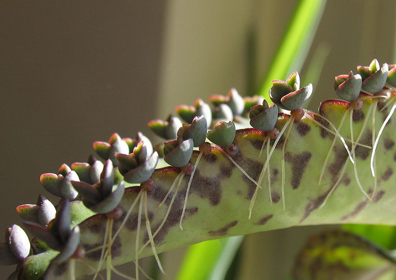 wikiplantlets.jpg