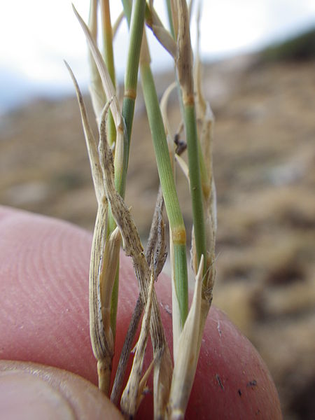 wikiplantstem.jpg