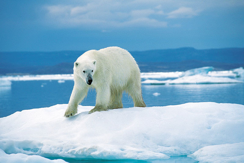 wikipolarbear.jpg