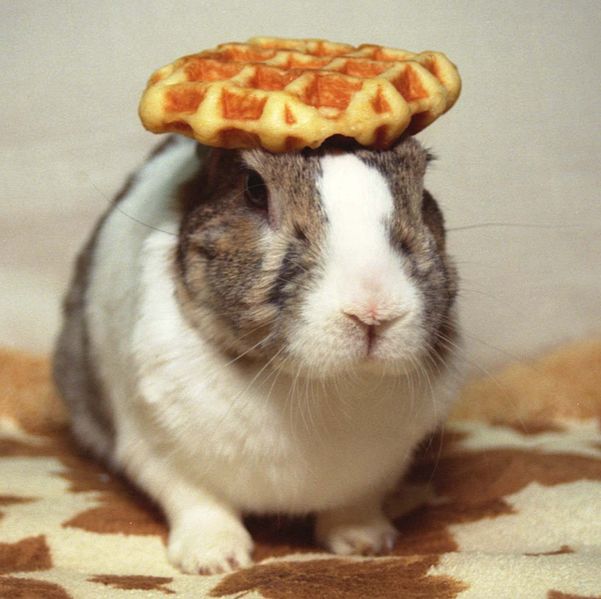 wikirabbitwithwaffleonhead.jpg
