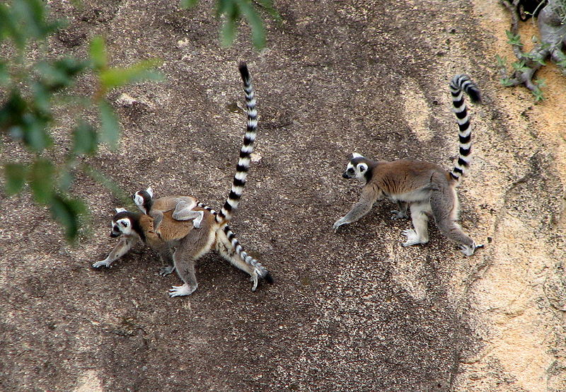 wikiringtailedlemurfamily.jpg