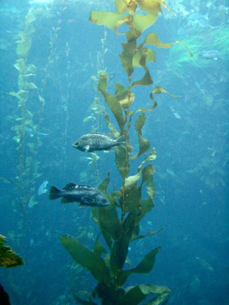 wikirockfisharoundkelp.jpg