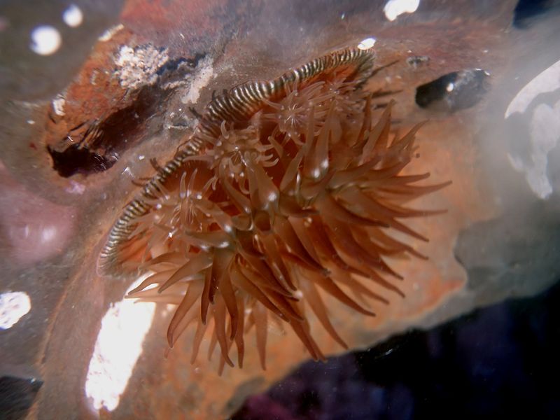 wikiseaanemonereproduction.jpg