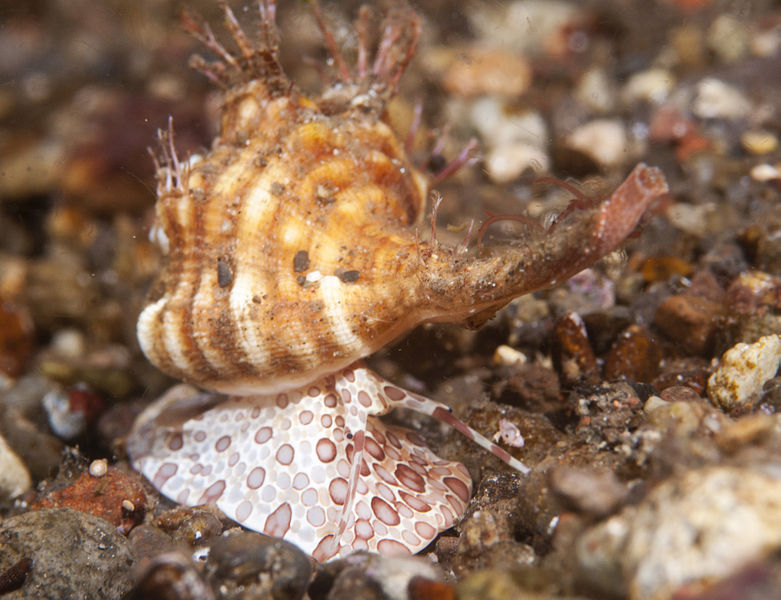 wikiseasnail.jpg