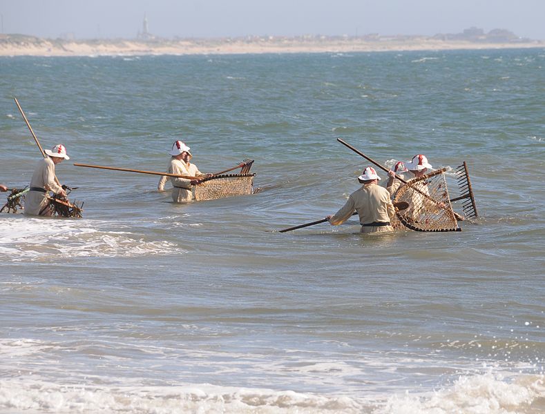 wikiseaweedharvest.jpg